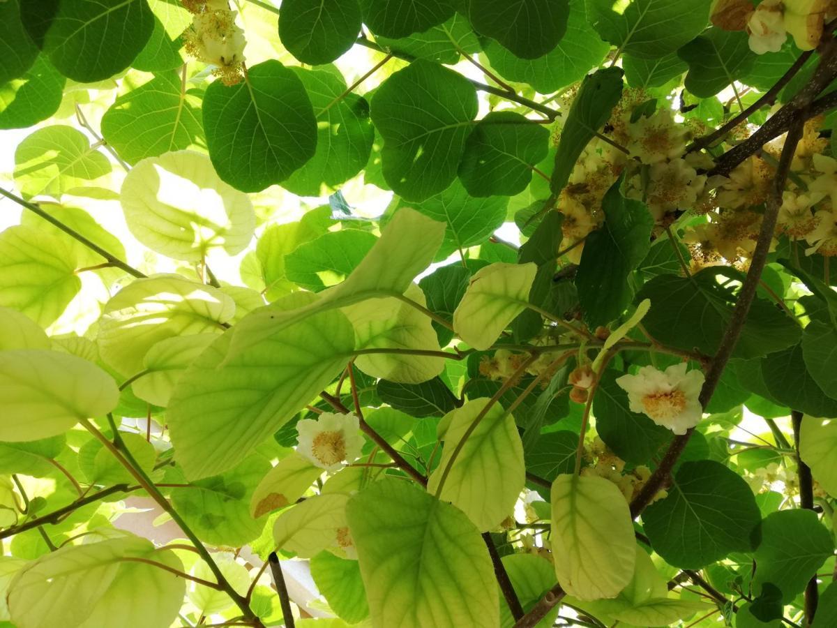 Vila Flori Koper Ngoại thất bức ảnh